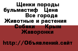 Щенки породы бульмастиф › Цена ­ 25 000 - Все города Животные и растения » Собаки   . Крым,Жаворонки